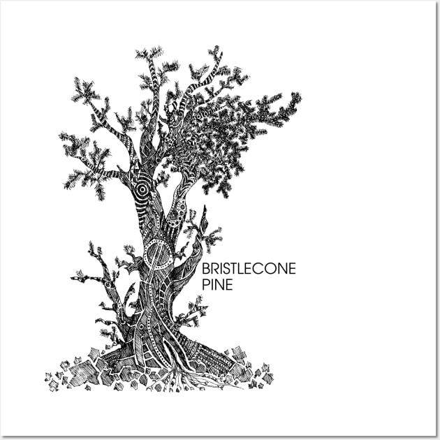 Bristlecone Pine Sketch Wall Art by Hinterlund